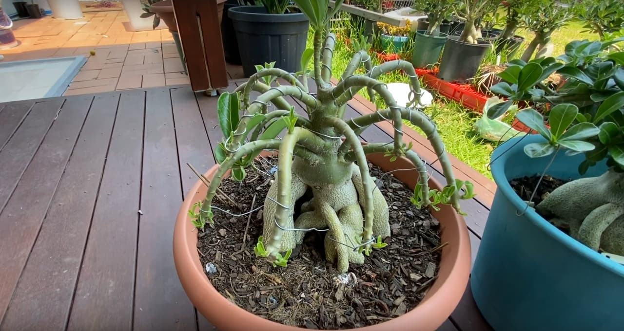 Wiring desert roses results
