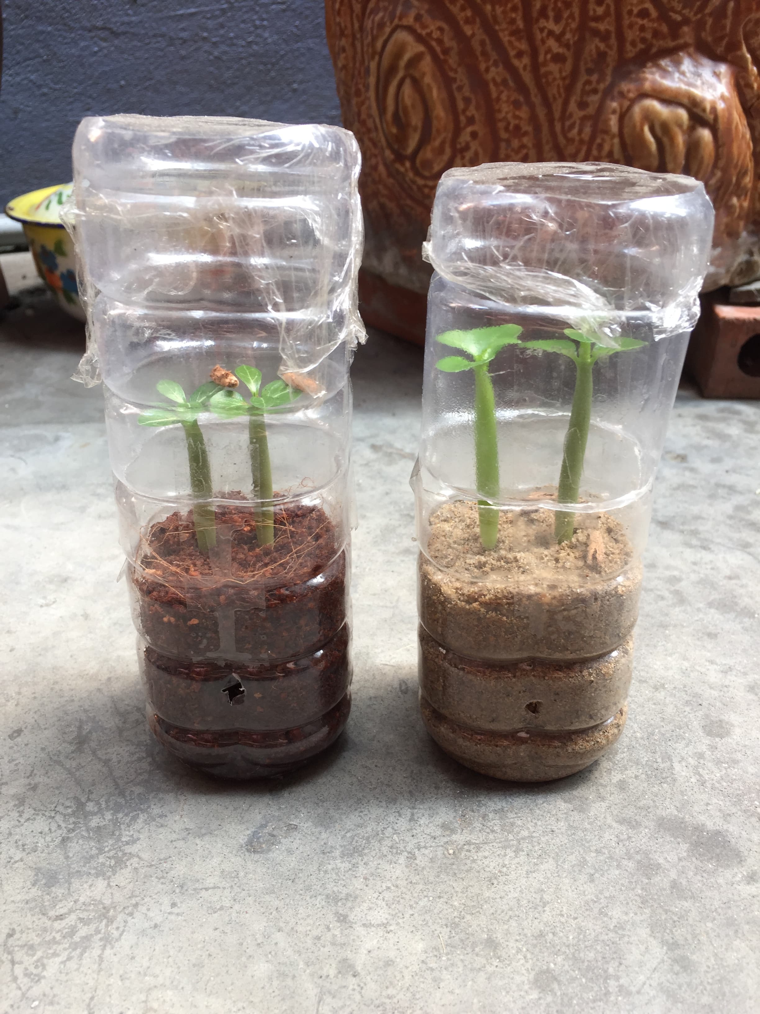 sand-coco-fiber-desert-rose