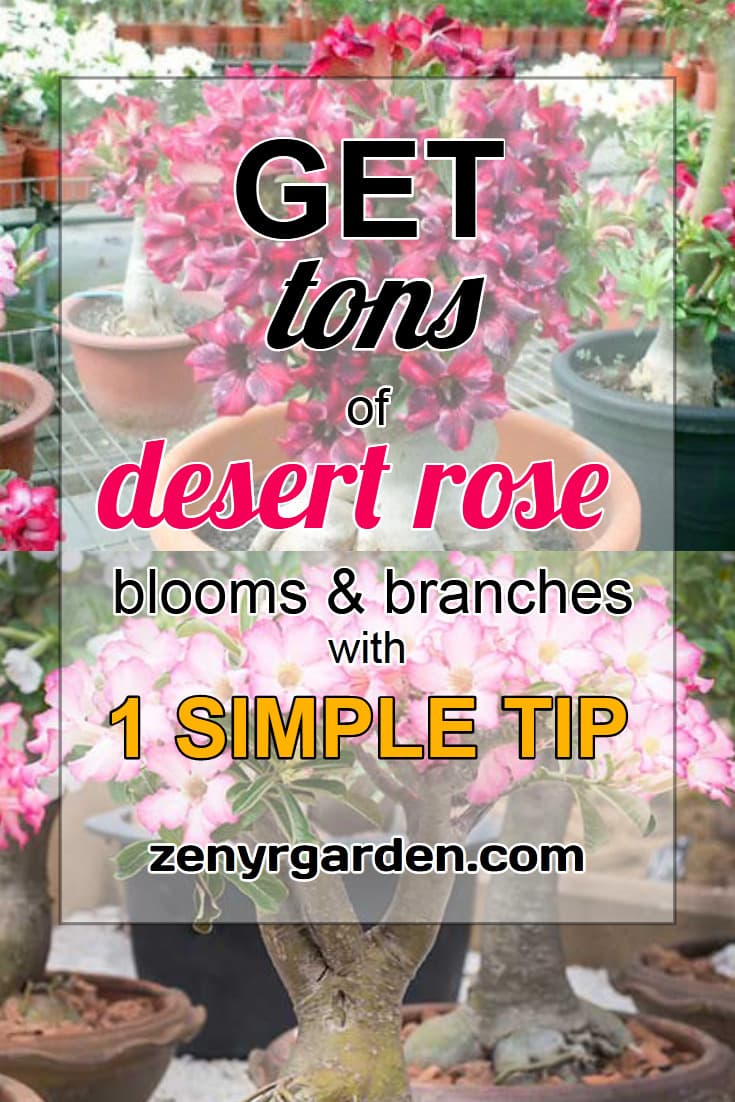 how-to-get-more-desert-rose-blooms-branches