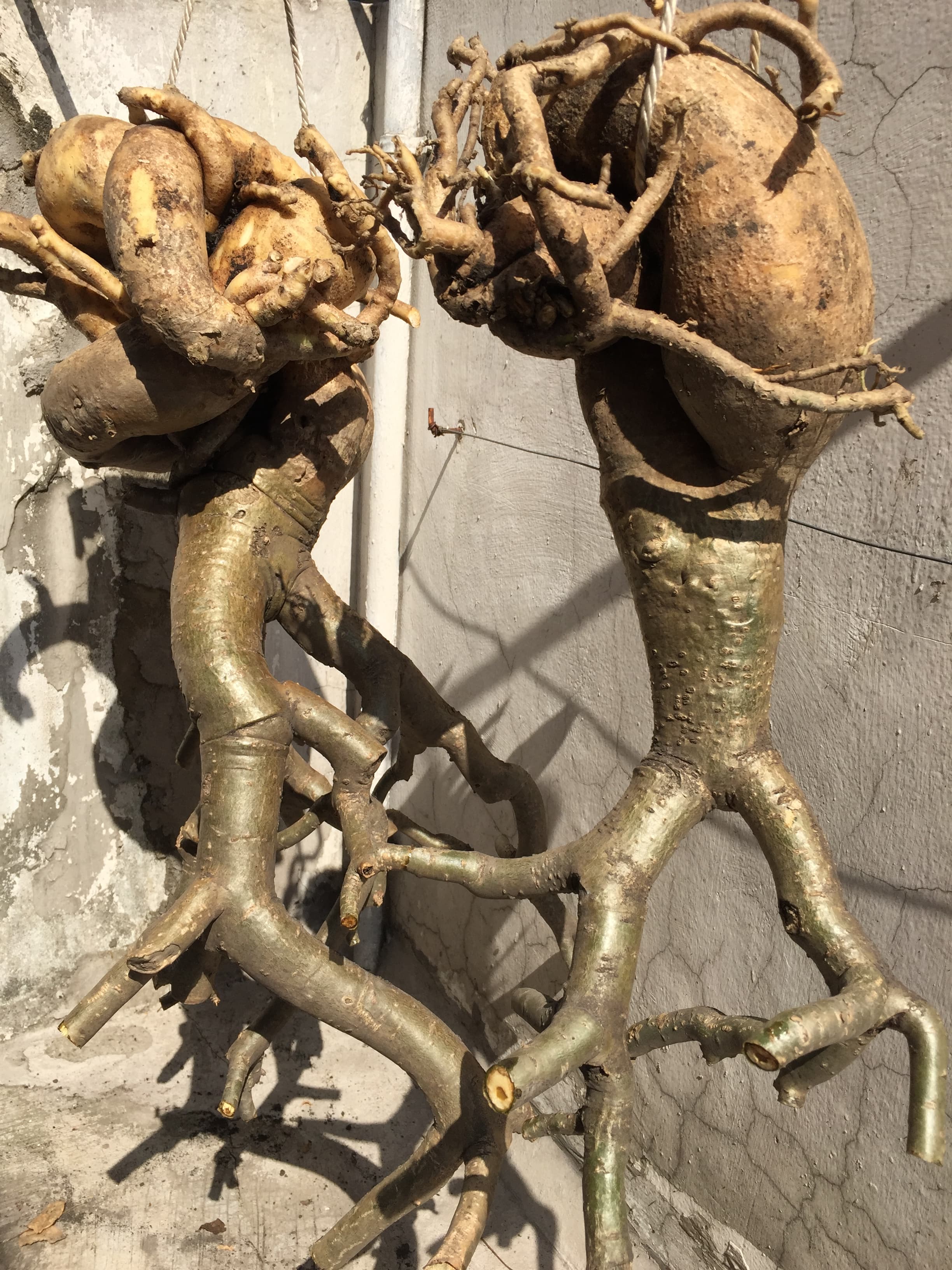 Hanging adenium for large caudex