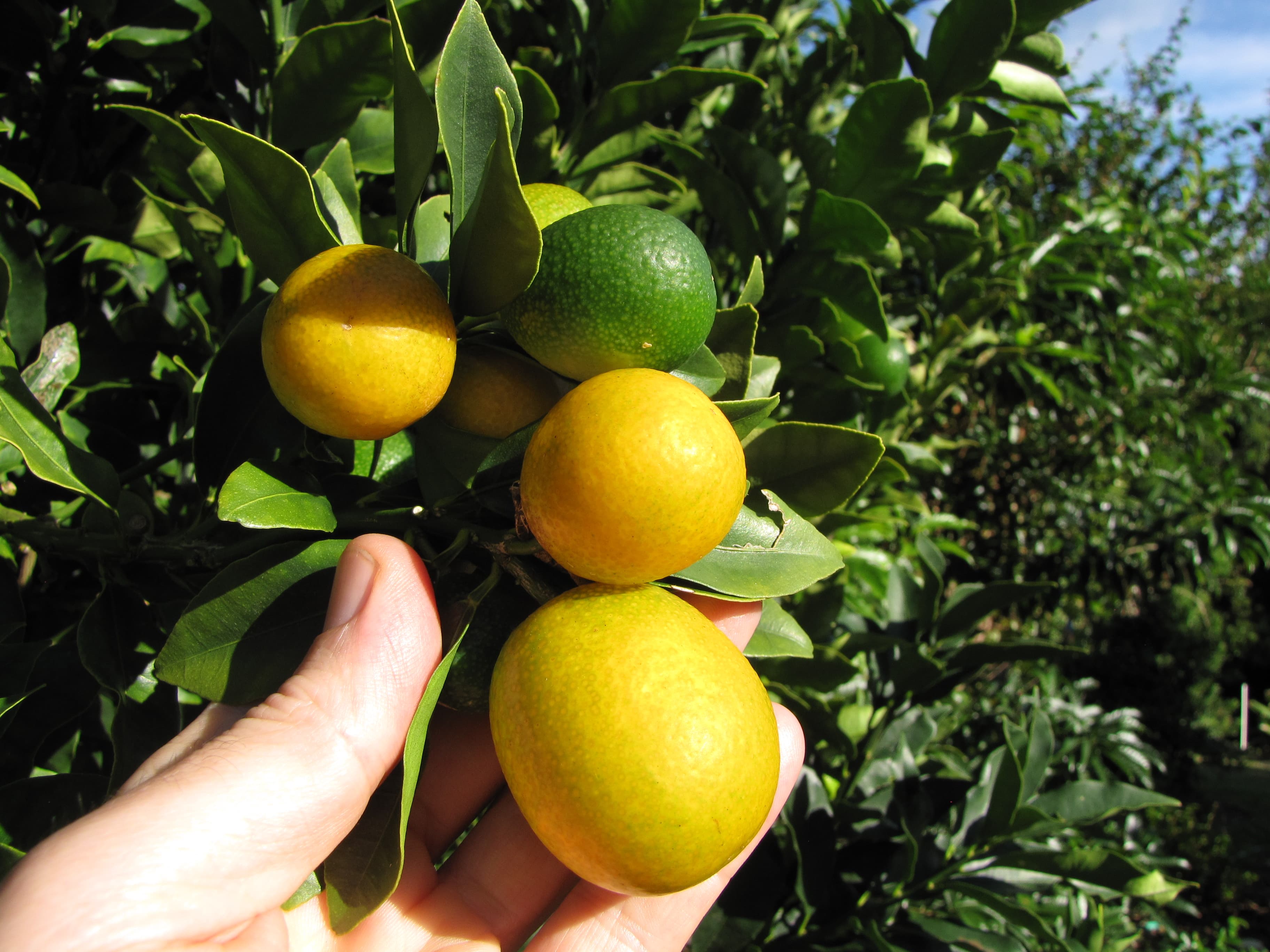 meiwa-kumquat