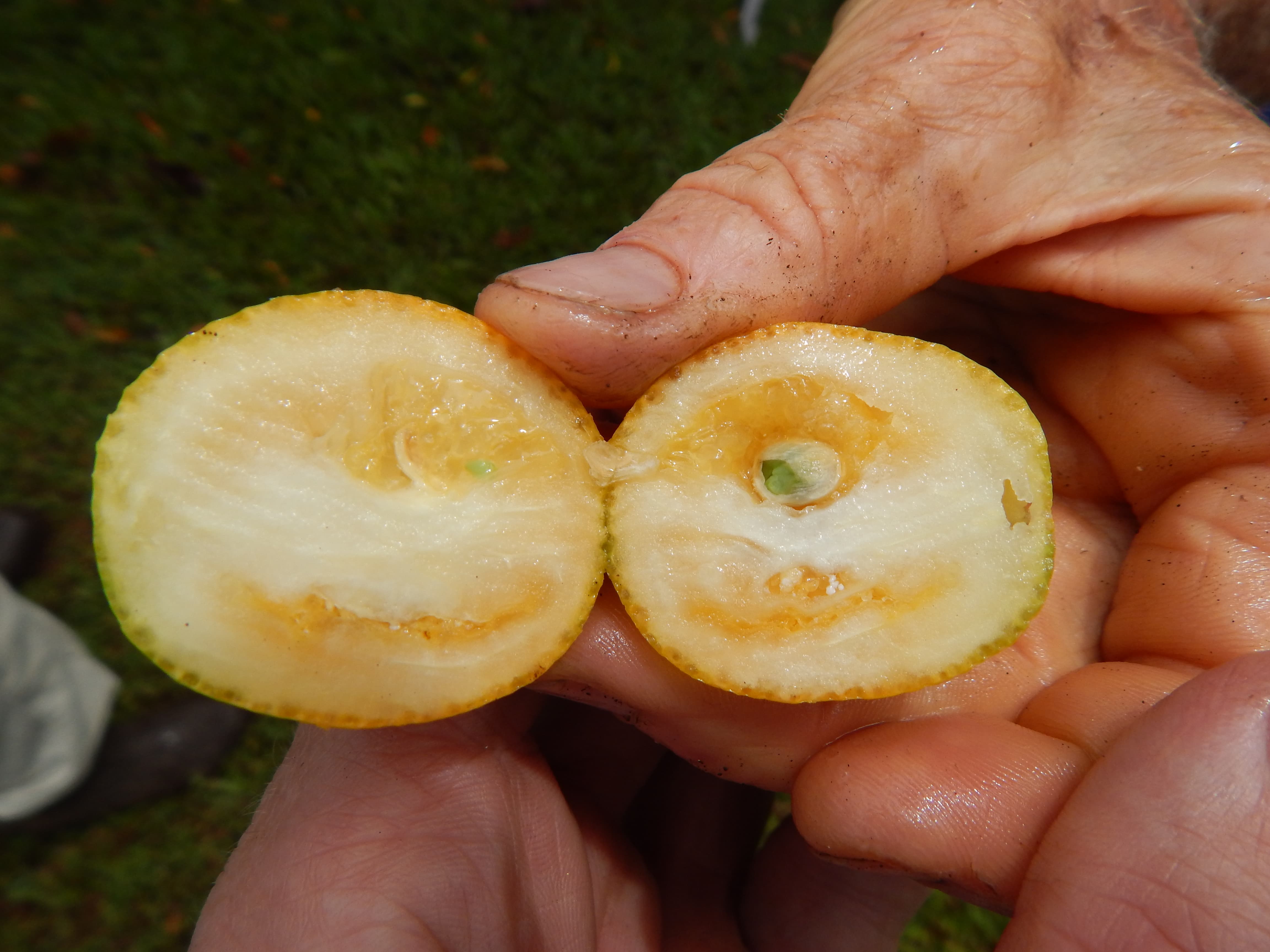 meiwa-kumquat-seeds