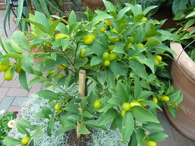 nagami-kumquat