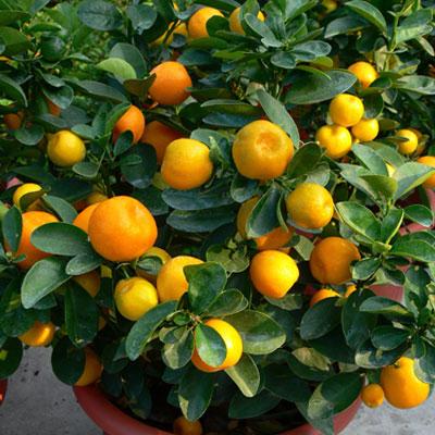 fukushu-kumquat