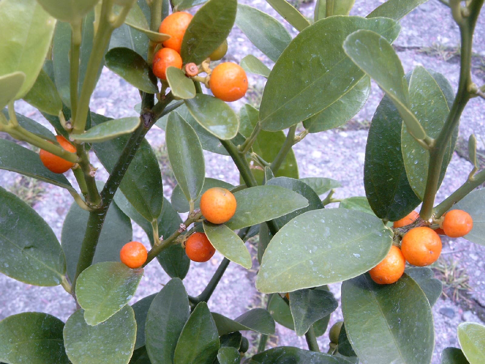 golden-bean-kumquat