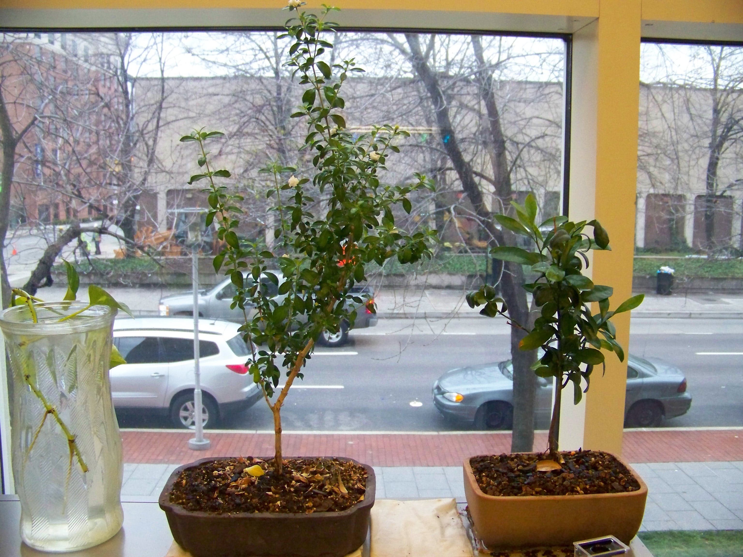 hong-kong-kumquat