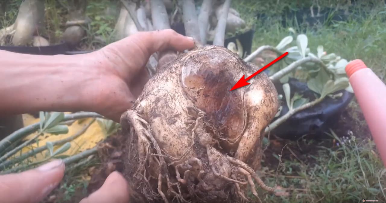 adenium-root-rot