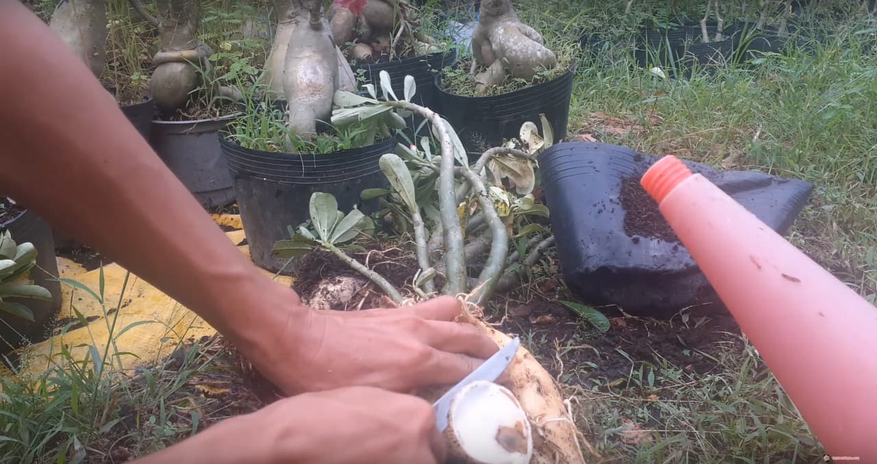 slice-the-adenium-root-rot-out