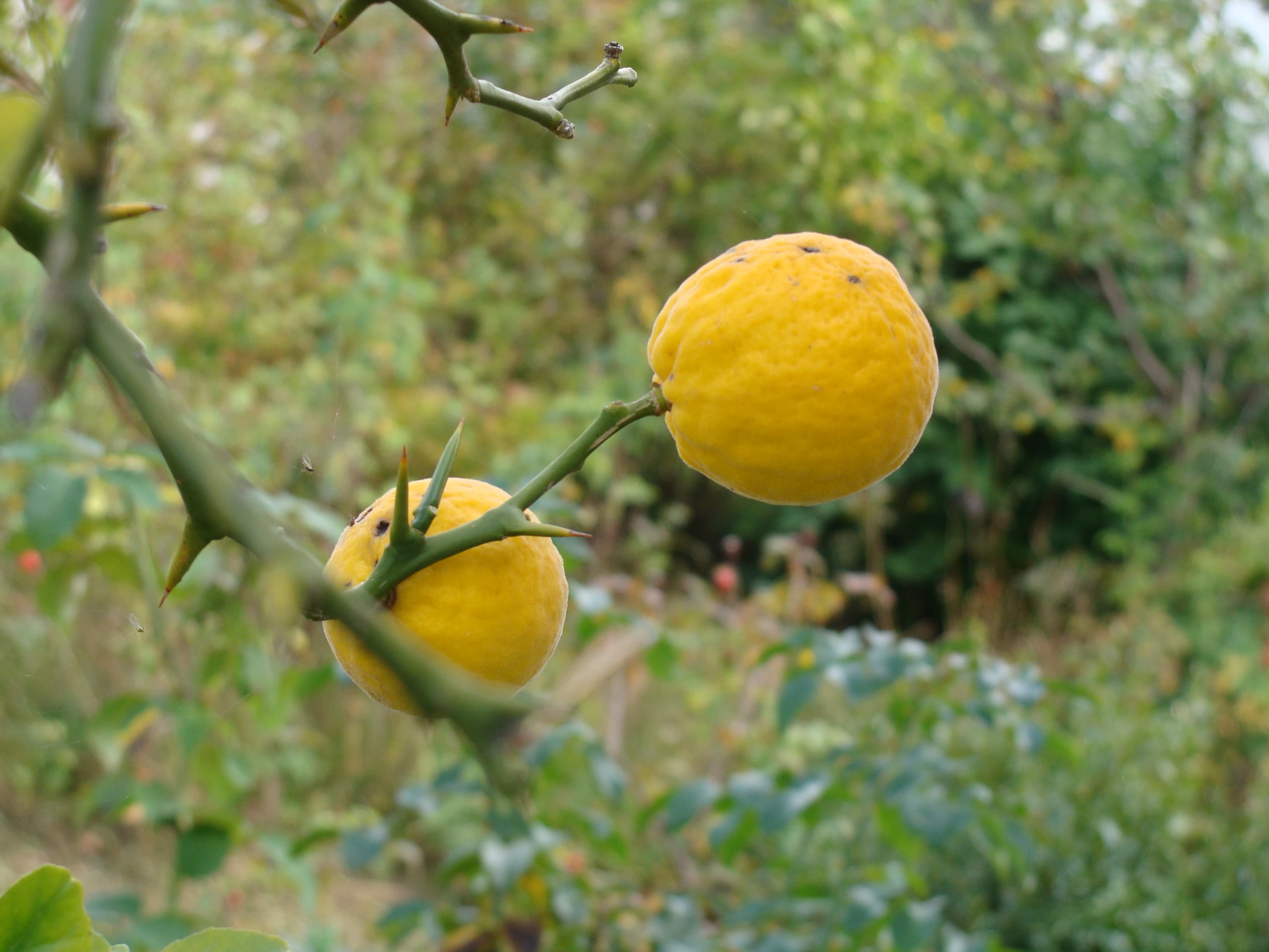 Poncirus_trifoliata