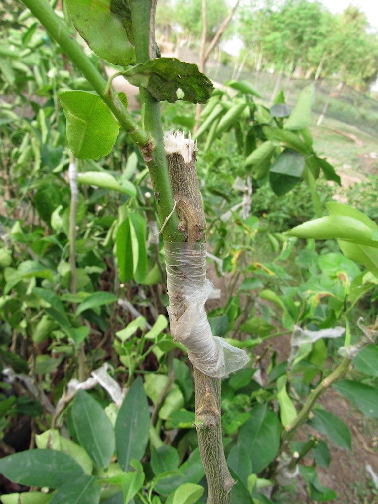 cleft-grafting-citrus-tree