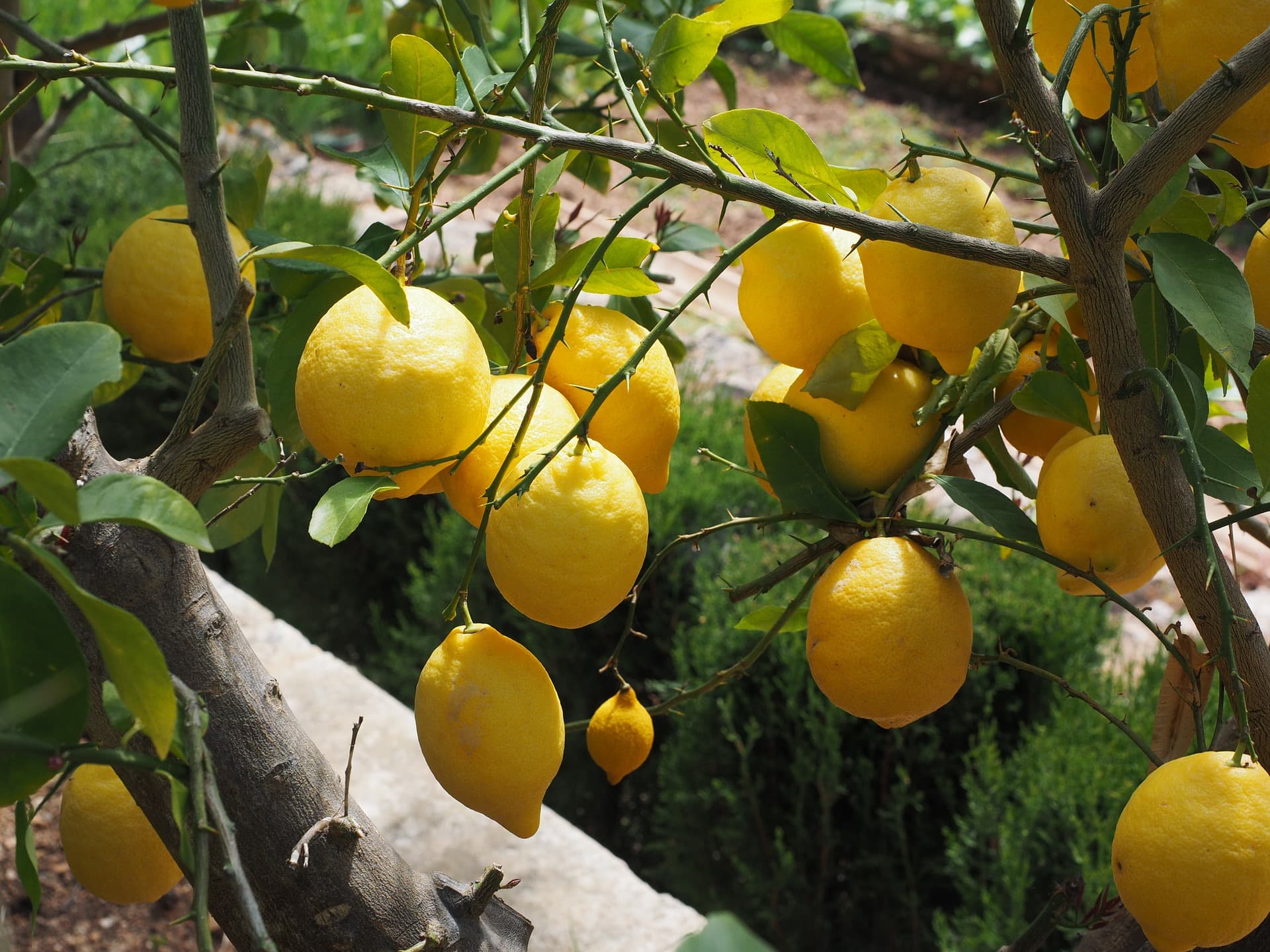 citrus-cocktail-tree