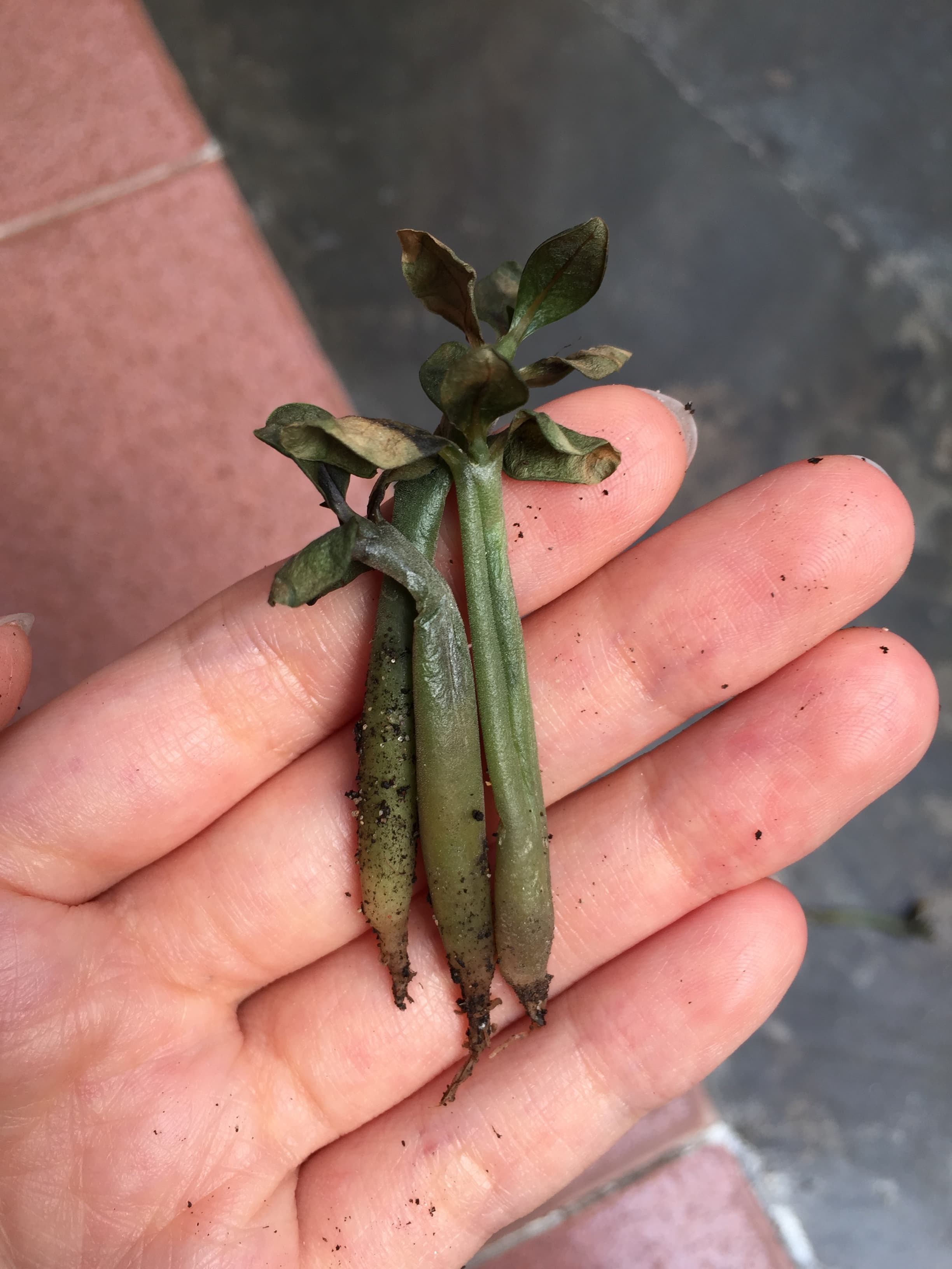 dead-baby-desert-rose