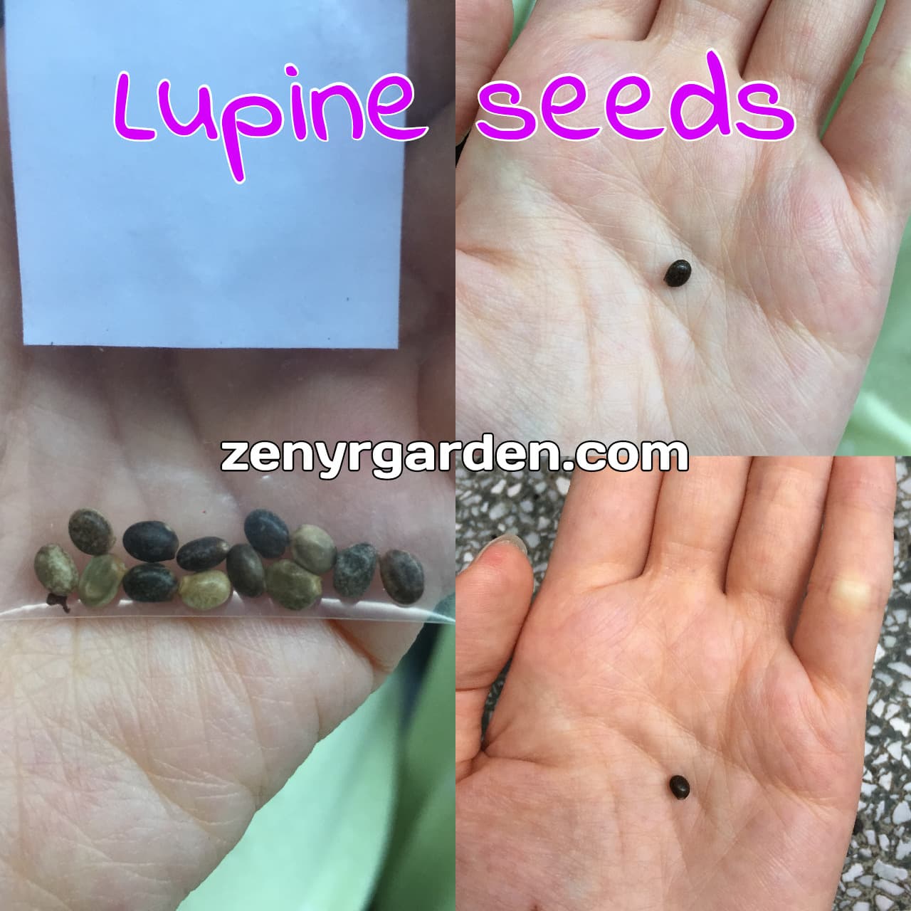lupine-seeds