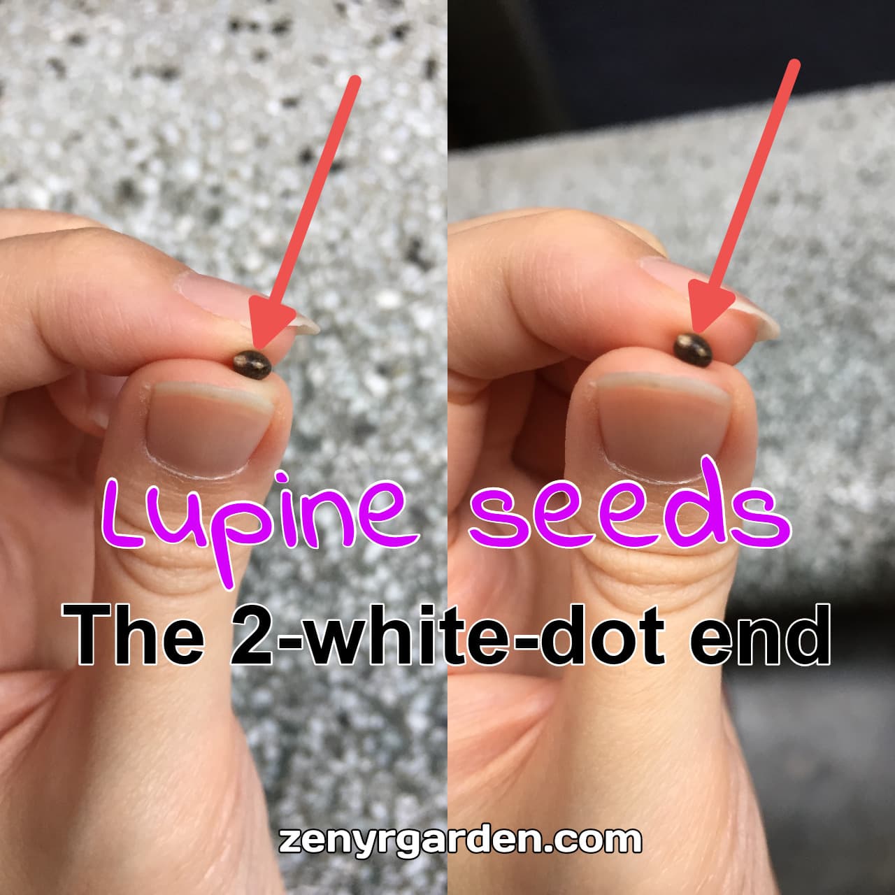 the-2-white-dot-end