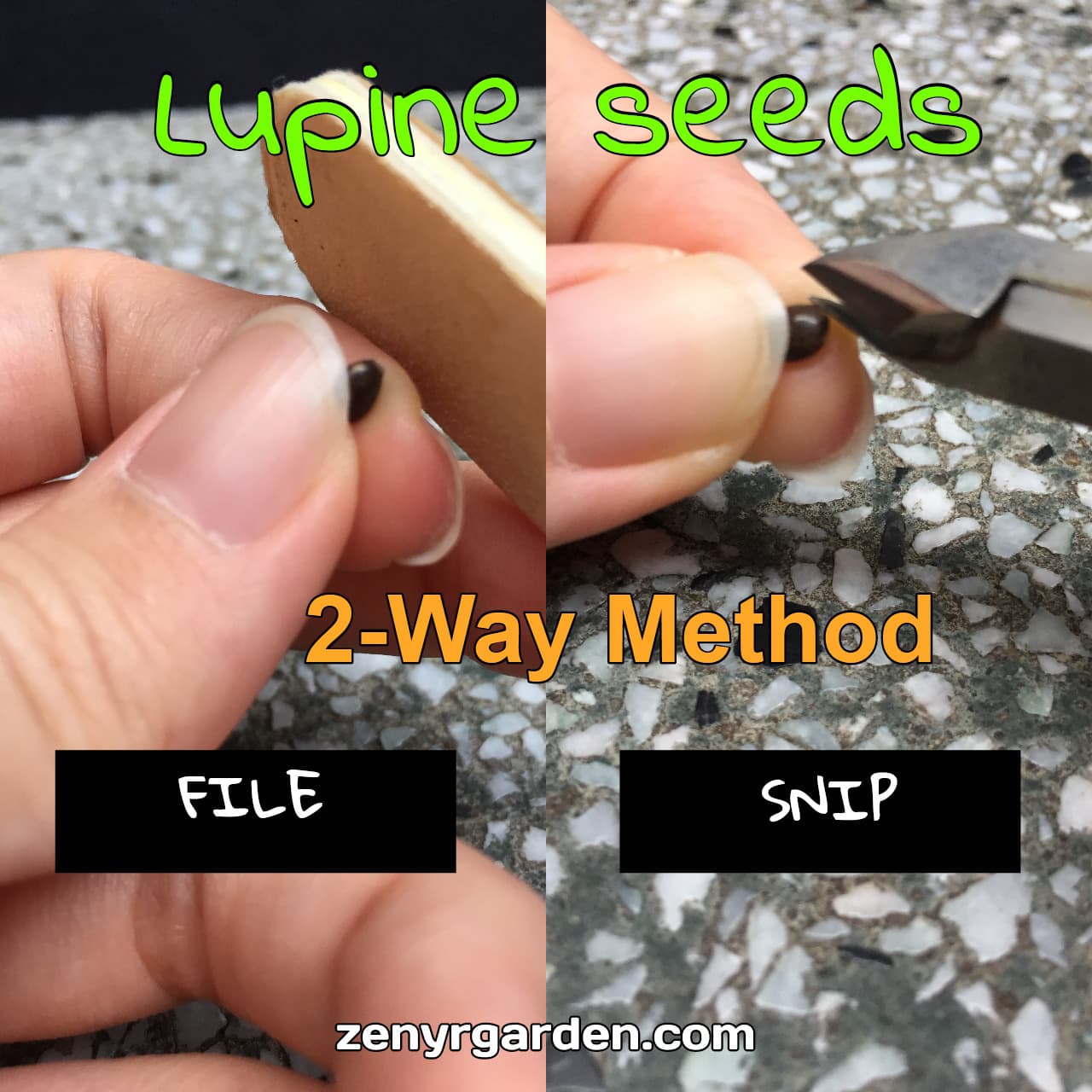 lupine-lupinus-seeds-filing-snipping