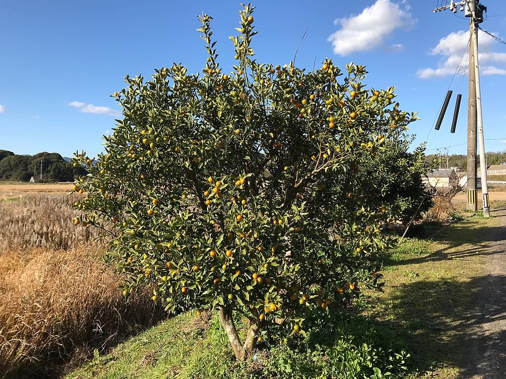 kumquat-tree-grown-in-ground
