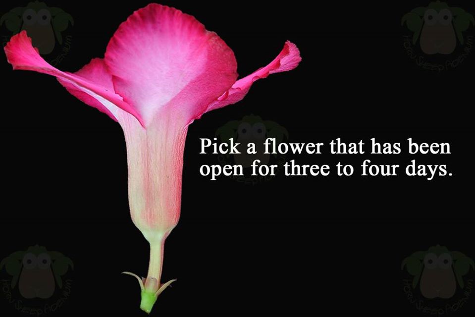 step-01-pick-a-flower