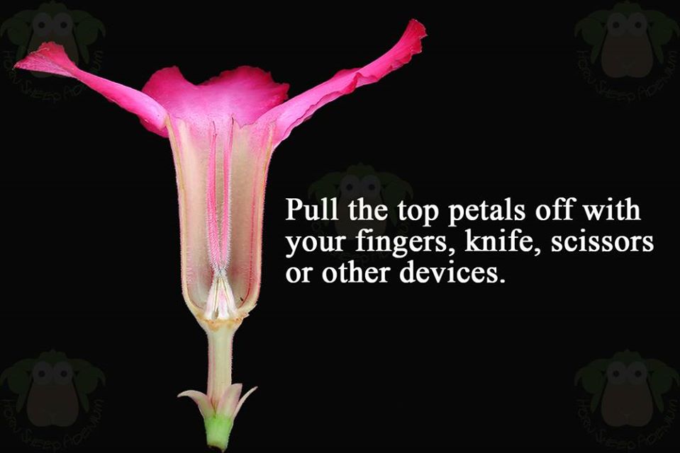 step-02-tear-the-flower