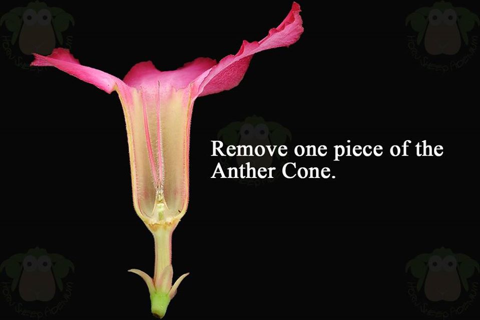 step-03-remove-the-cone