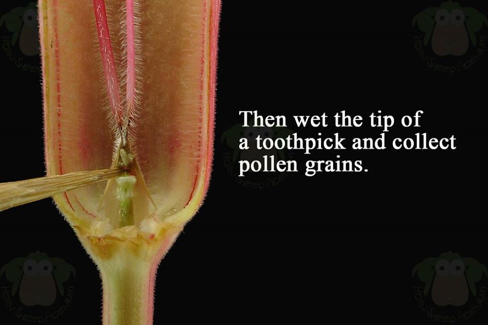 step-04-collect-pollen