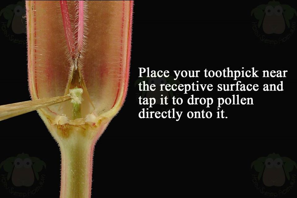 step-05-put-pollen-in-receptive-surface