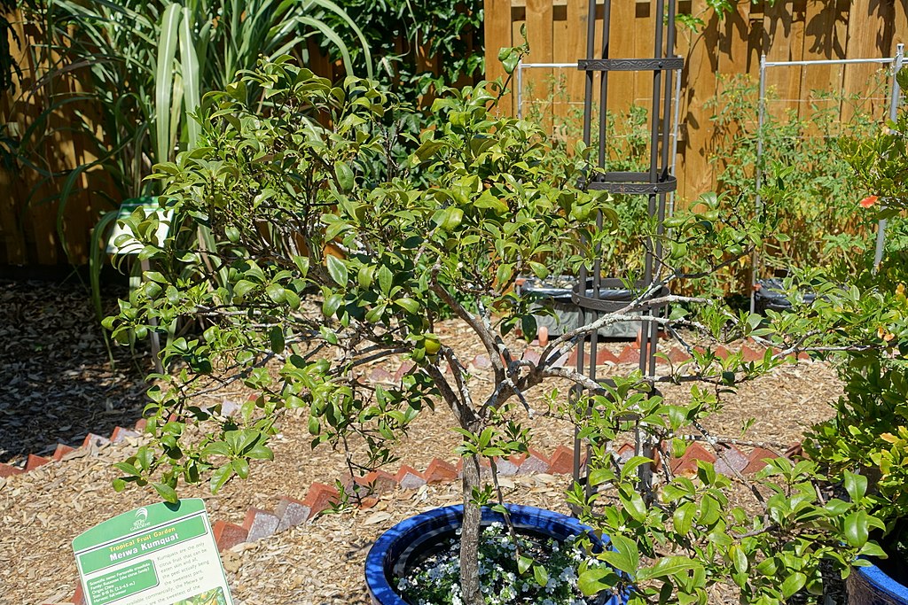 kumquat-trees-in-pots
