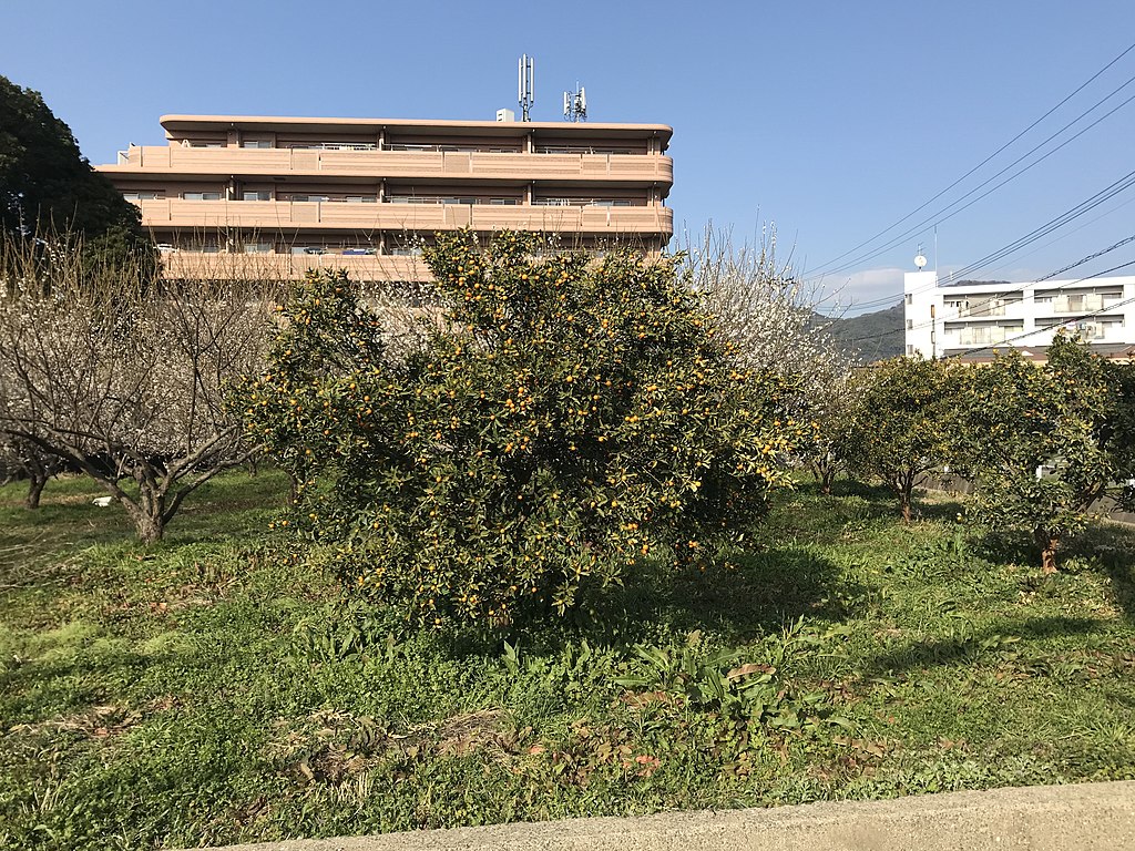 kumquat-tree-in-ground