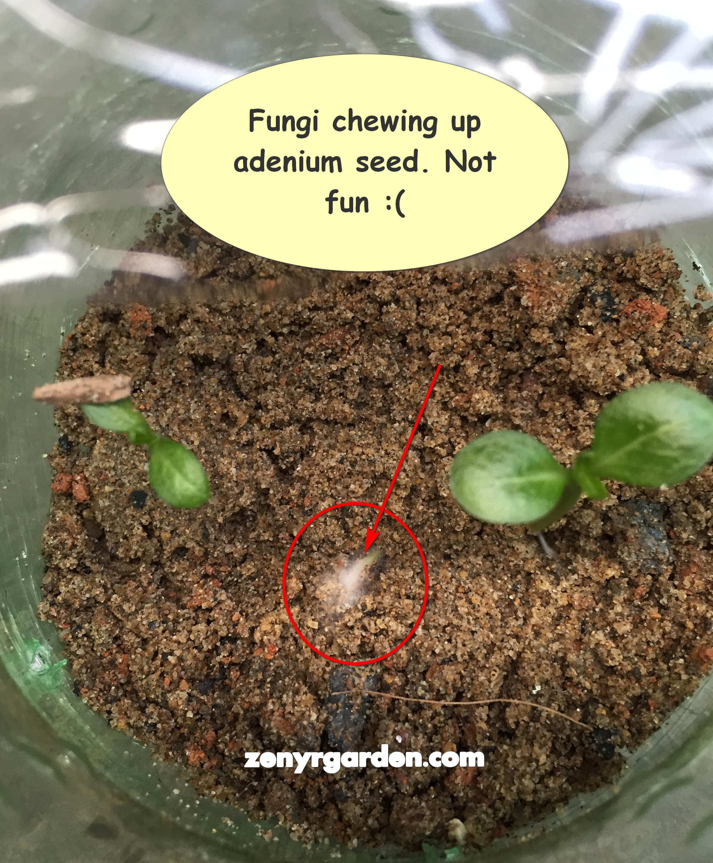 fungi-on-adenium-seed