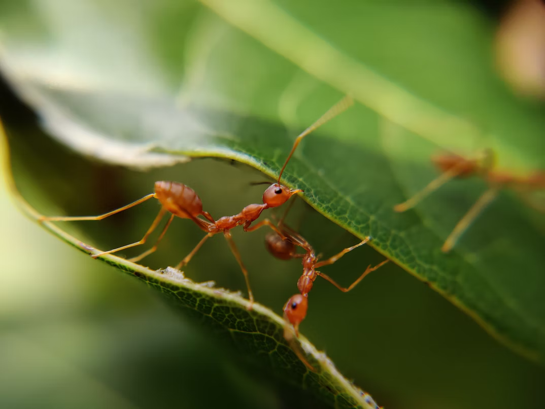 fixing-down-old-link-to-ants-image-by-jeffersonjpr-pull-request-356