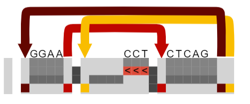Small viz issues with test data · Issue #80 · graph-genome/Schematize ...
