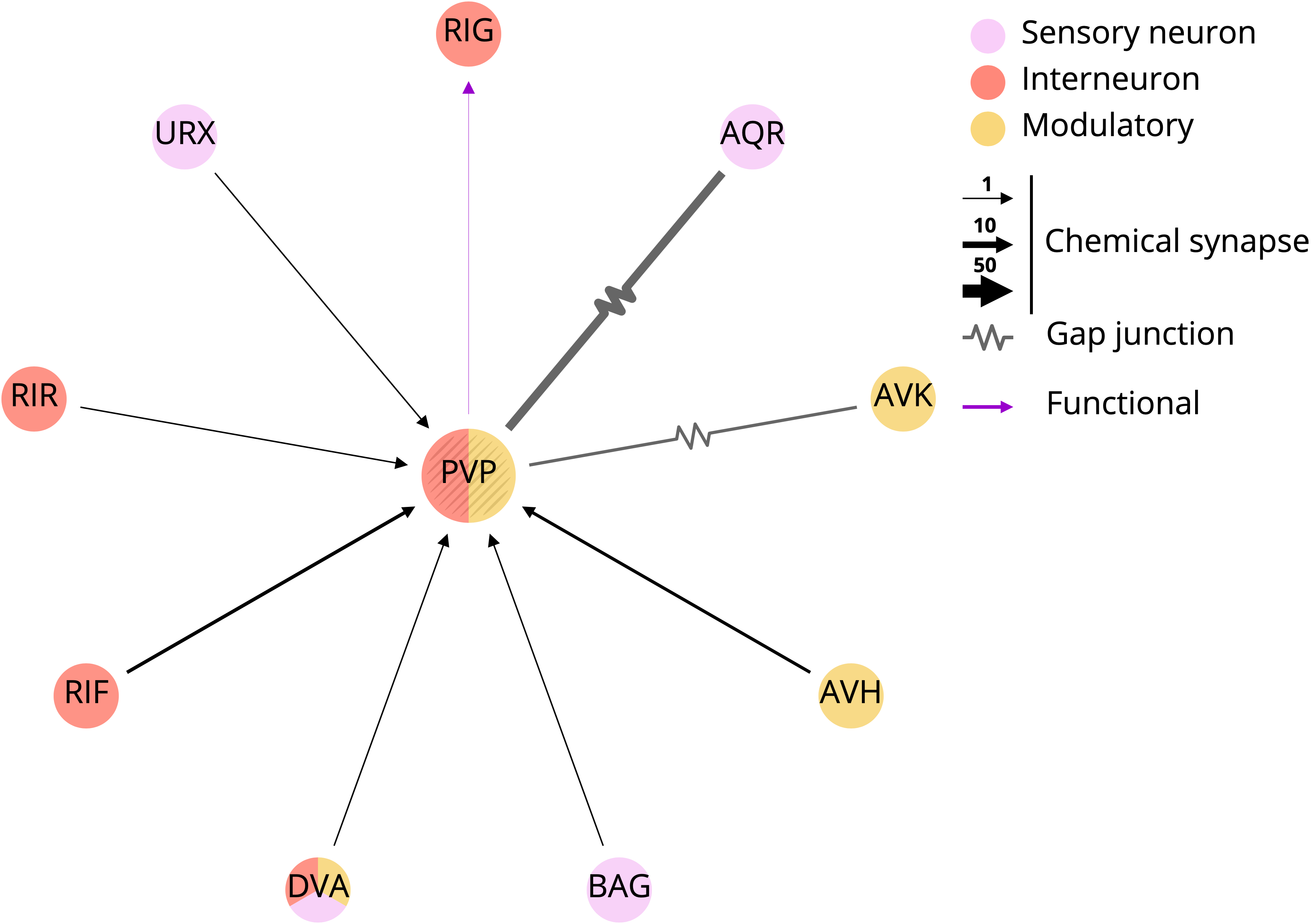 test-export-function-to-ensure-output-of-functional-connections-looks