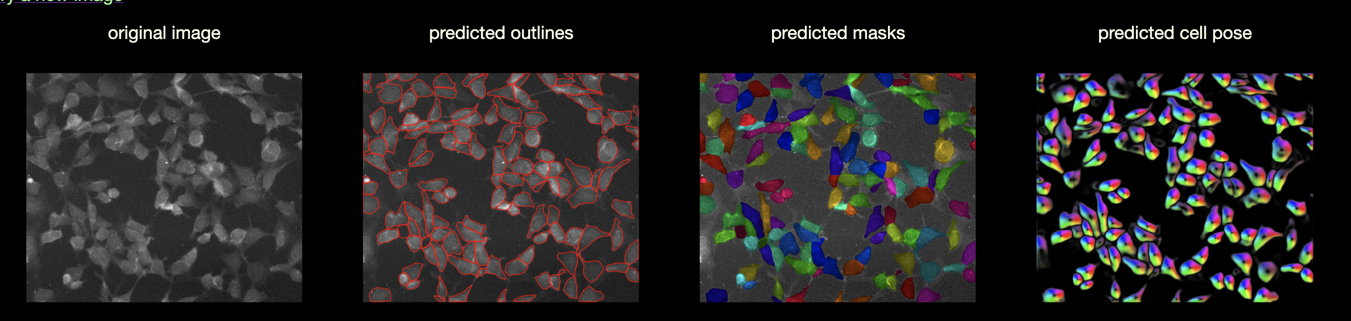 Cellpose results slightly different on my computer vs. website · Issue ...