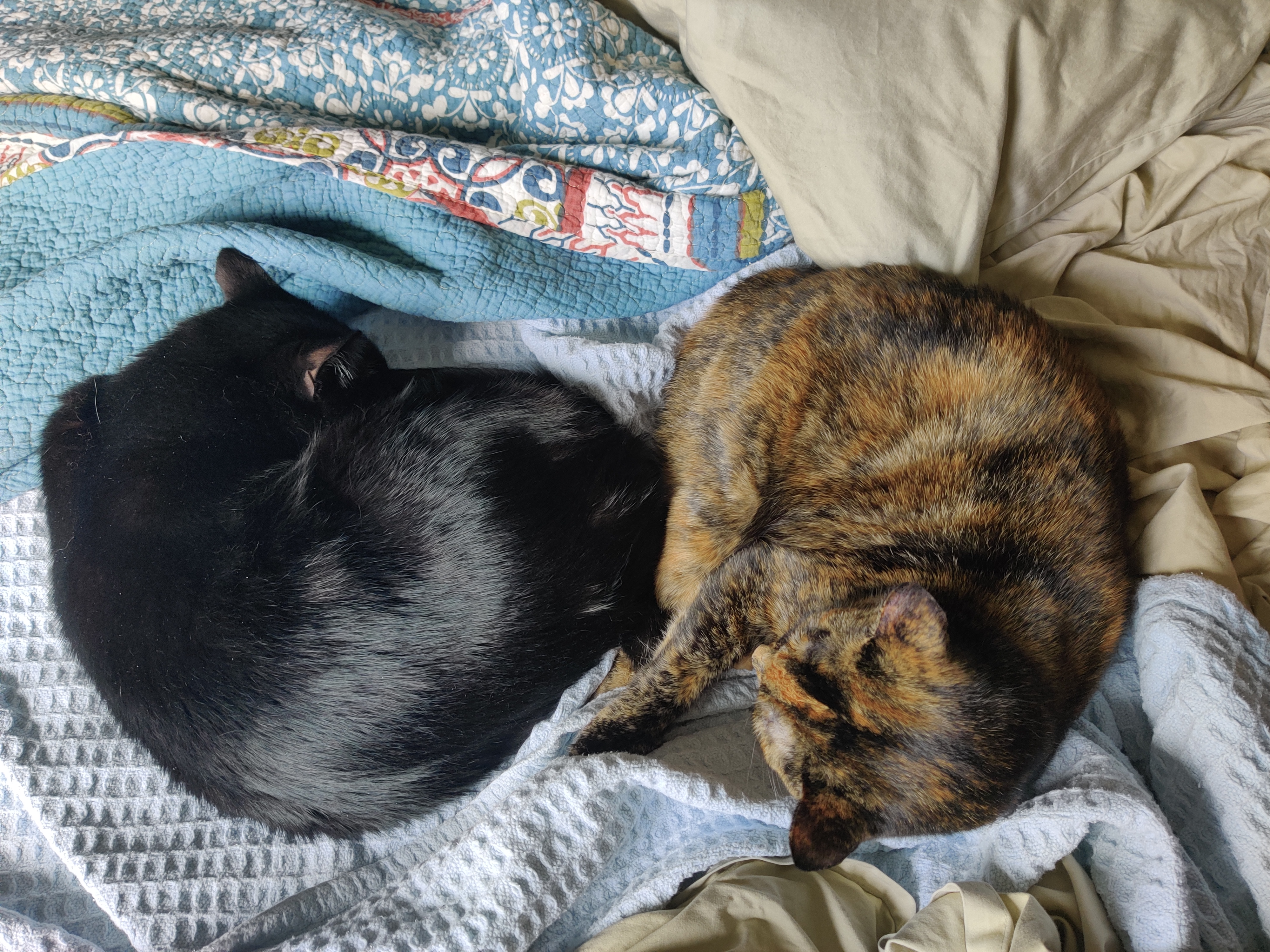 Two Cats napping together