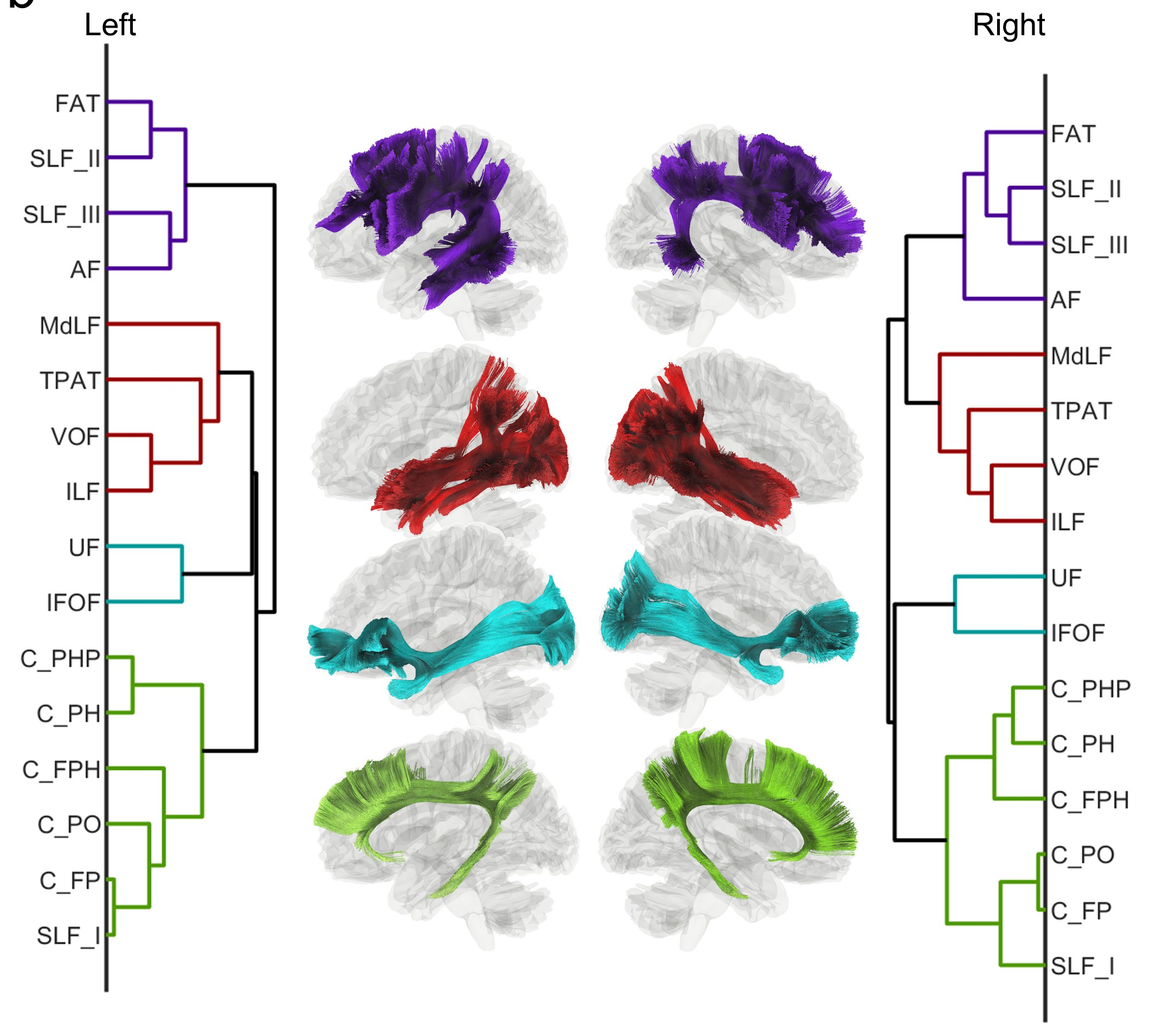 Reorganizations of latency structures within the white matter from