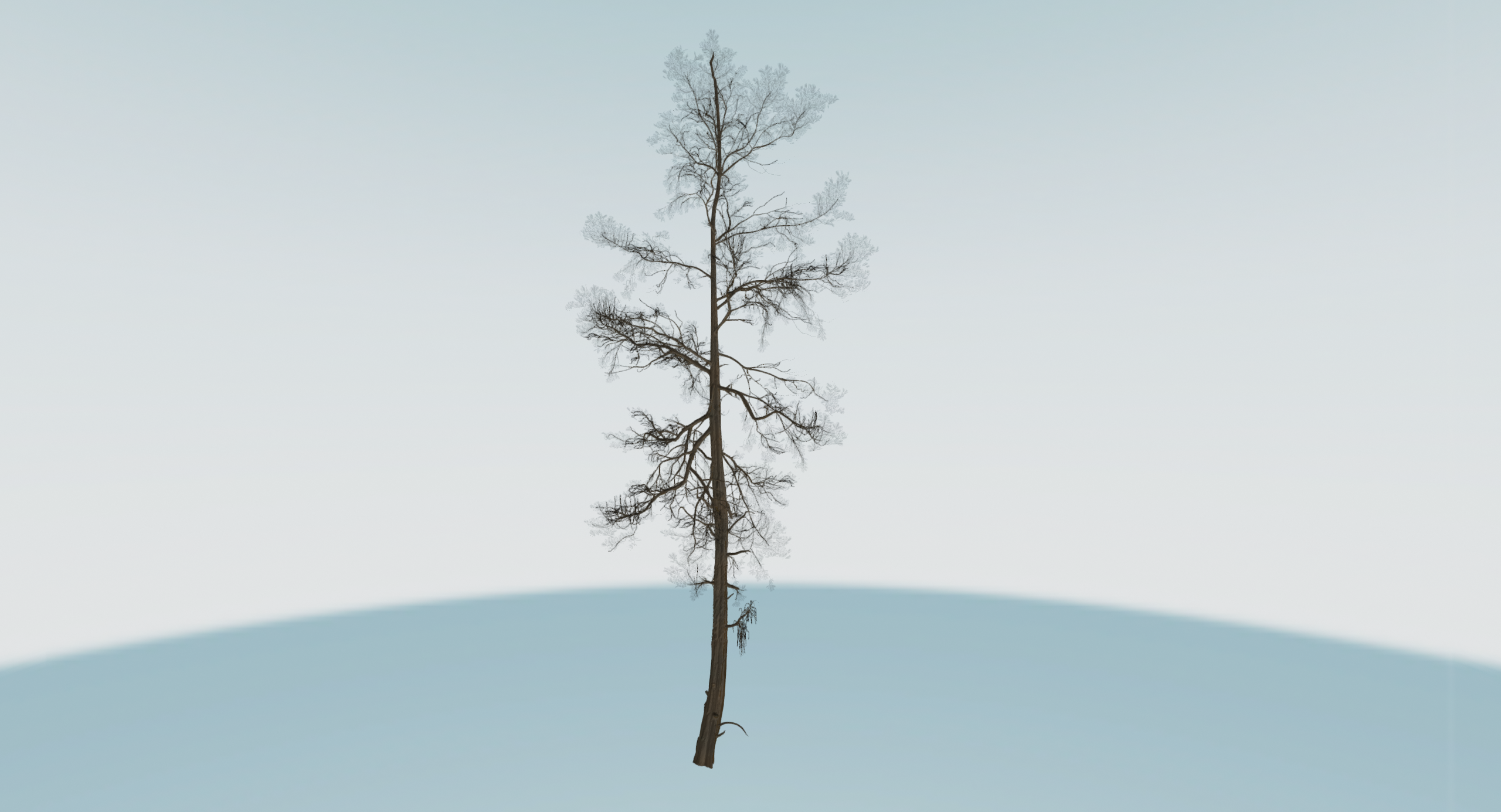 tree-transparent