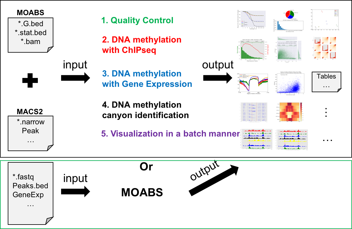 Mmint Workflow