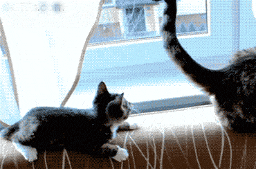 maton_cat