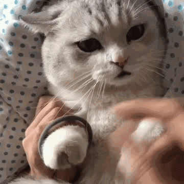 issue commentxrkffgg/kimg cat xrkffgg comment created time in a