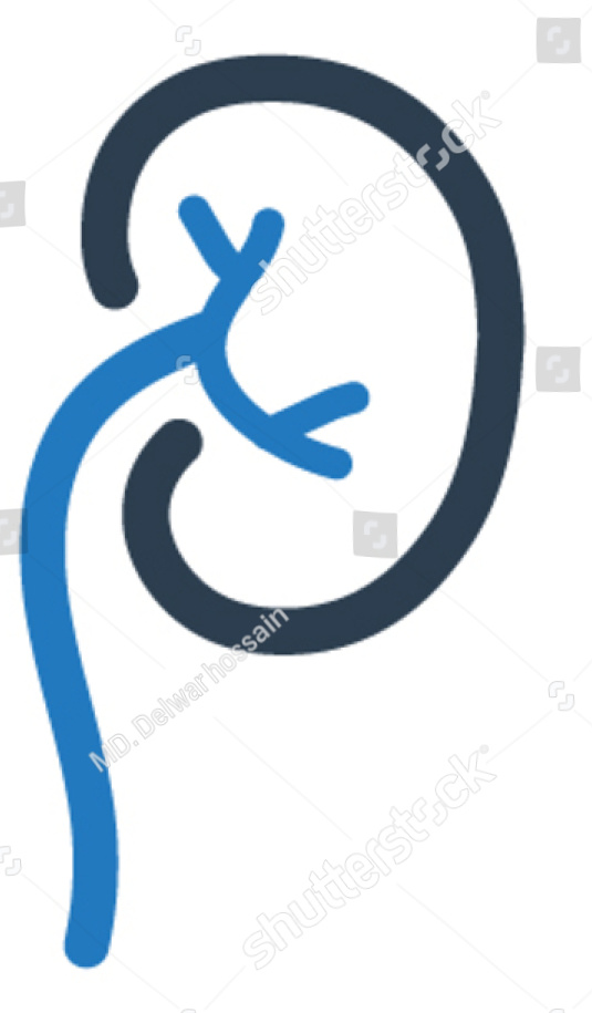 kidney-1