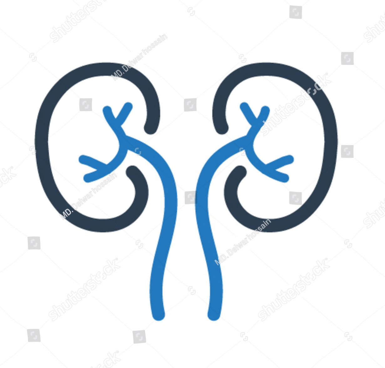 kidney-2