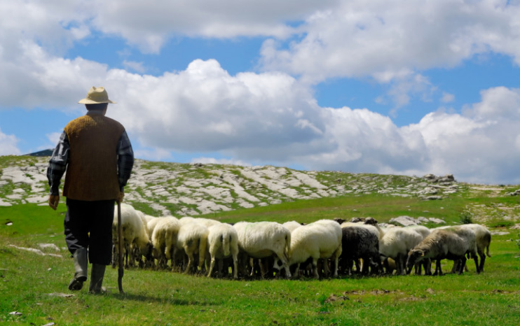 shepherd.jpg