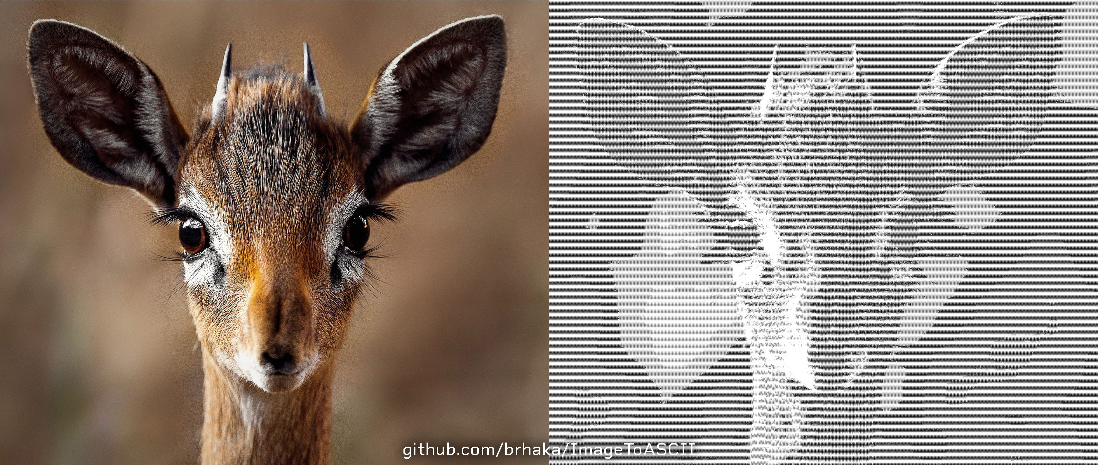 Antelope Close-Up