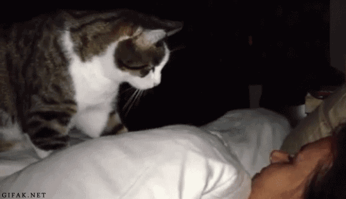 catping3