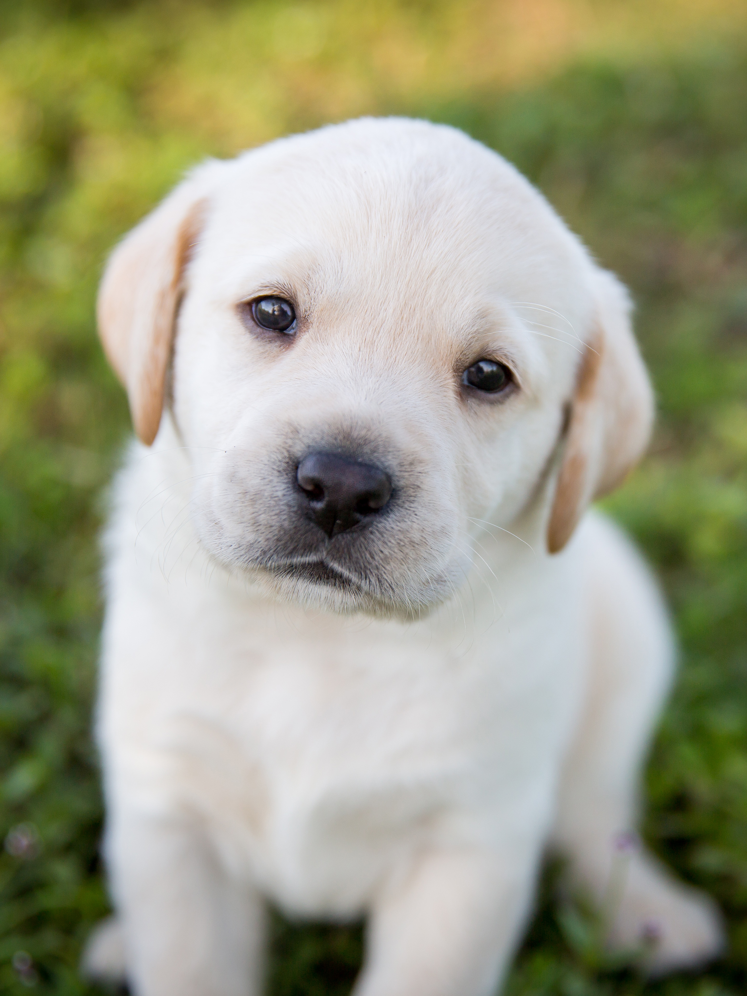 puppy