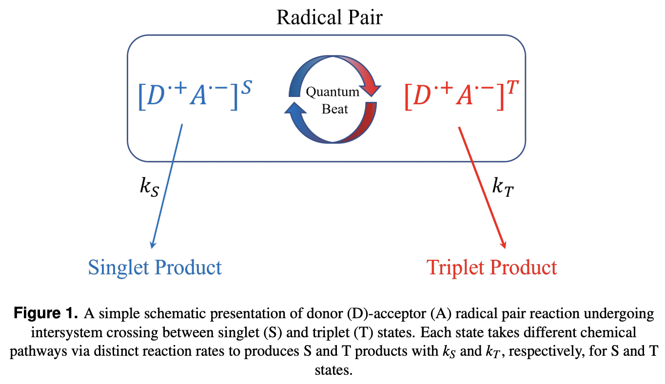 Magnetic field effects in biology from the perspective of the radical ...