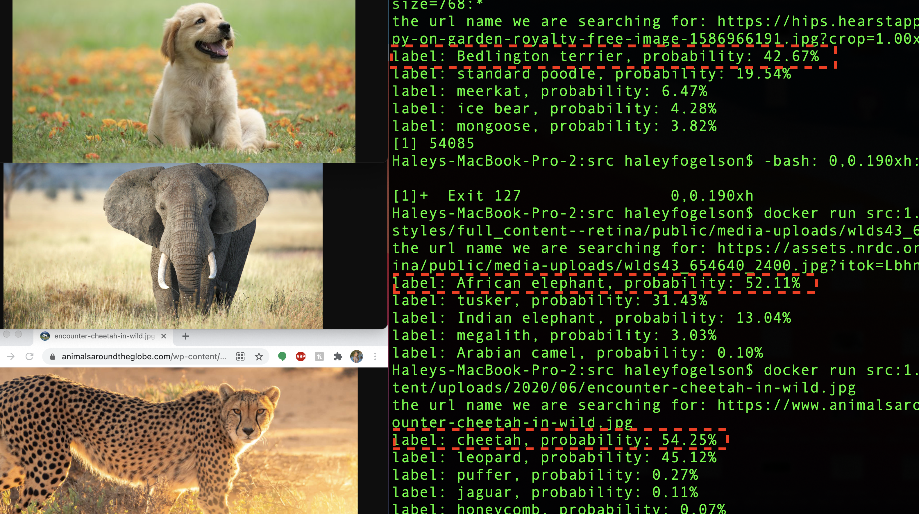 GitHub - HaleyFogelson/GoImageRecognition · GitHub