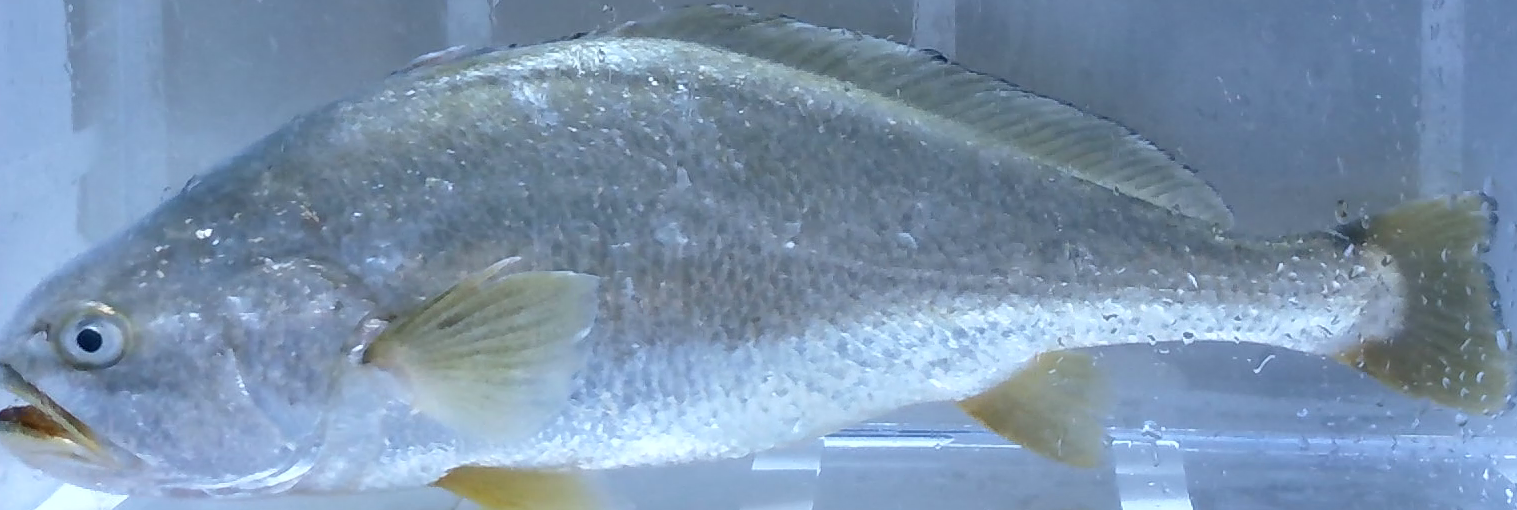 LYC001_second_train_5_1