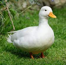 duck1