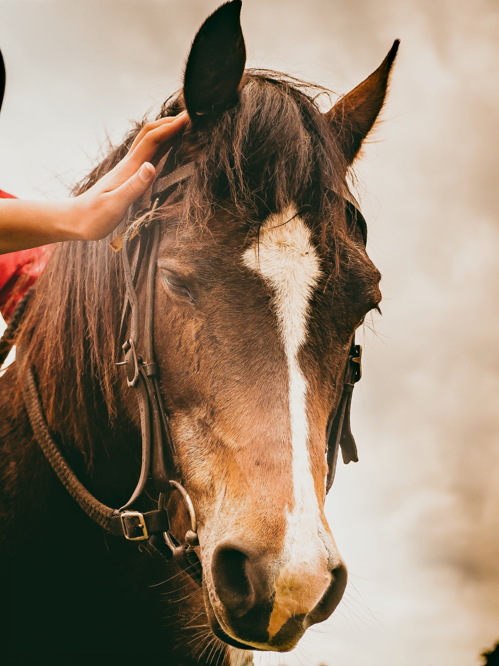 horseface01601