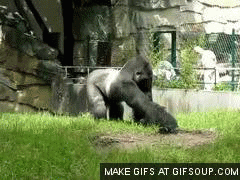 monkey